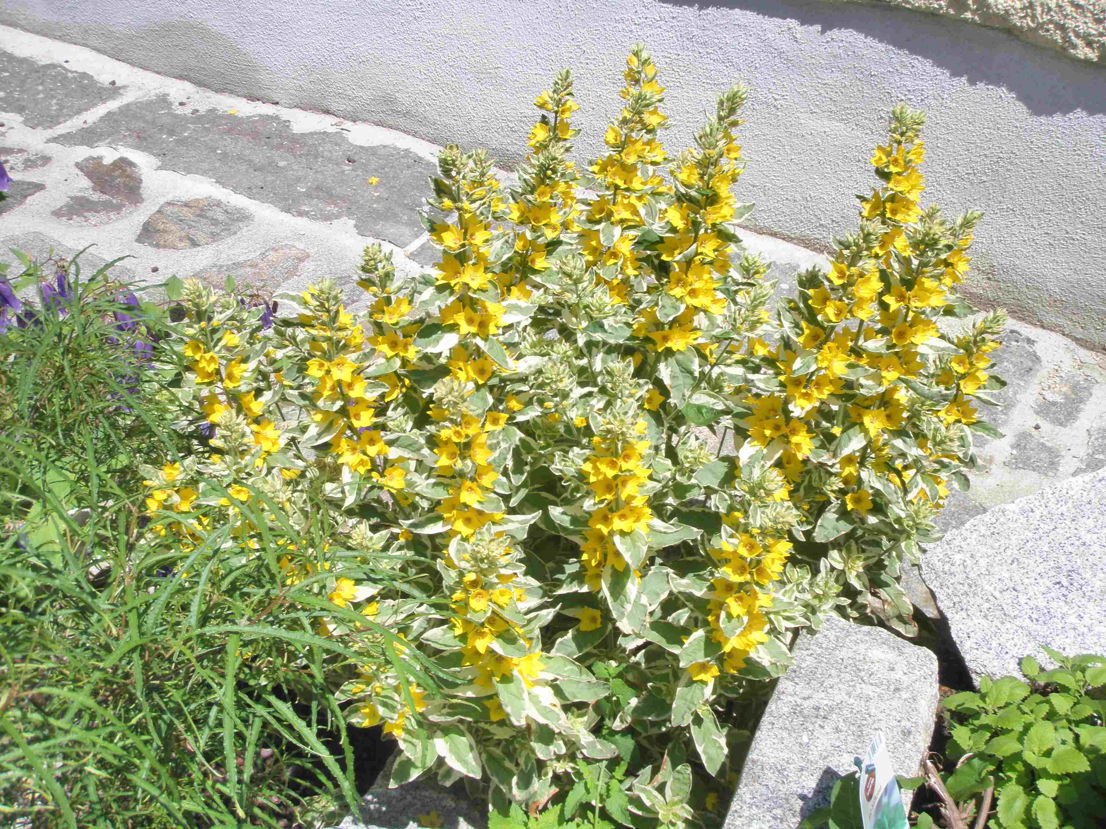 Lysmachia punktata `Variegata`.jpg